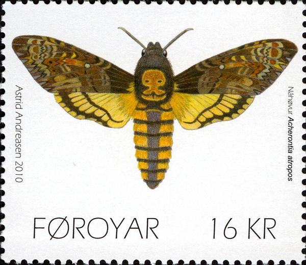 African Death's-head Hawkmoth (Acherontia atropos)
