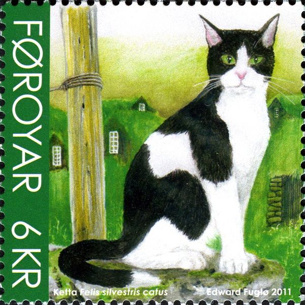 Domestic Cat (Felis silvestris catus)