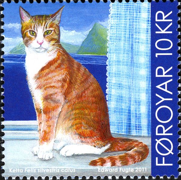 Domestic Cat (Felis silvestris catus)