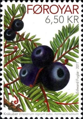 Crowberries (Empetrum nigrum)