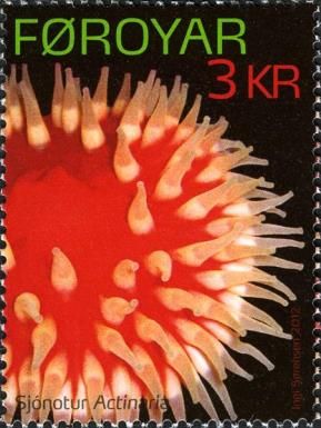 Sea Anemone (Actiniaria sp.)