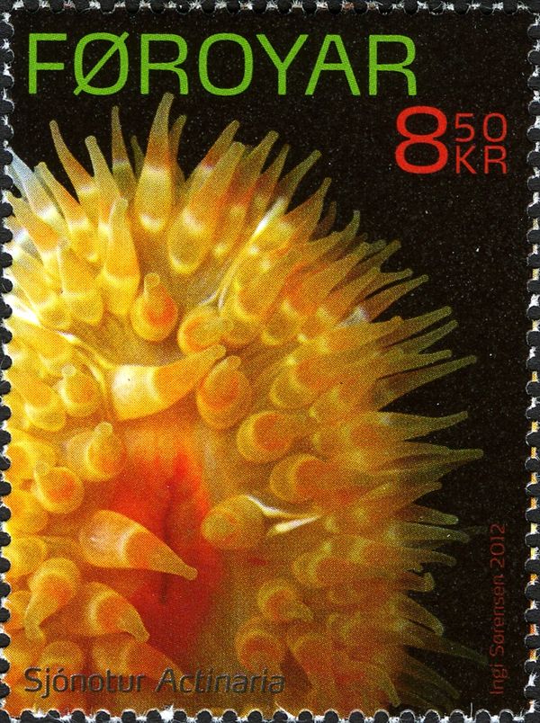 Sea Anemone (Actiniaria sp.)