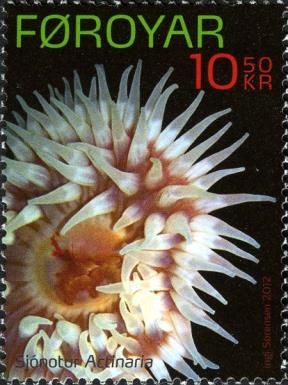 Sea Anemone (Actiniaria sp.)
