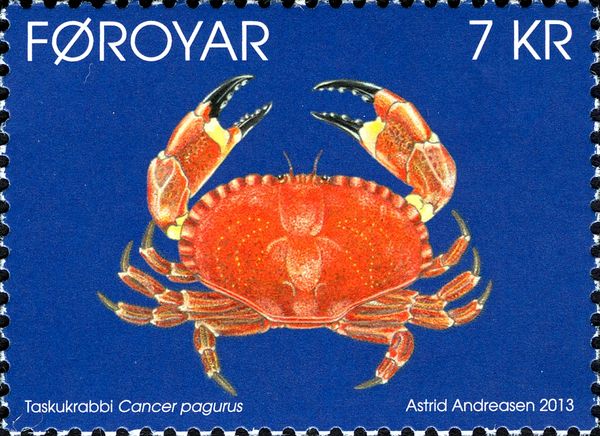 Edible Crab (Cancer pagurus)