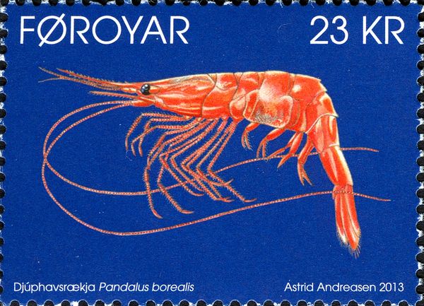 Northern Prawn (Pandalus borealis)