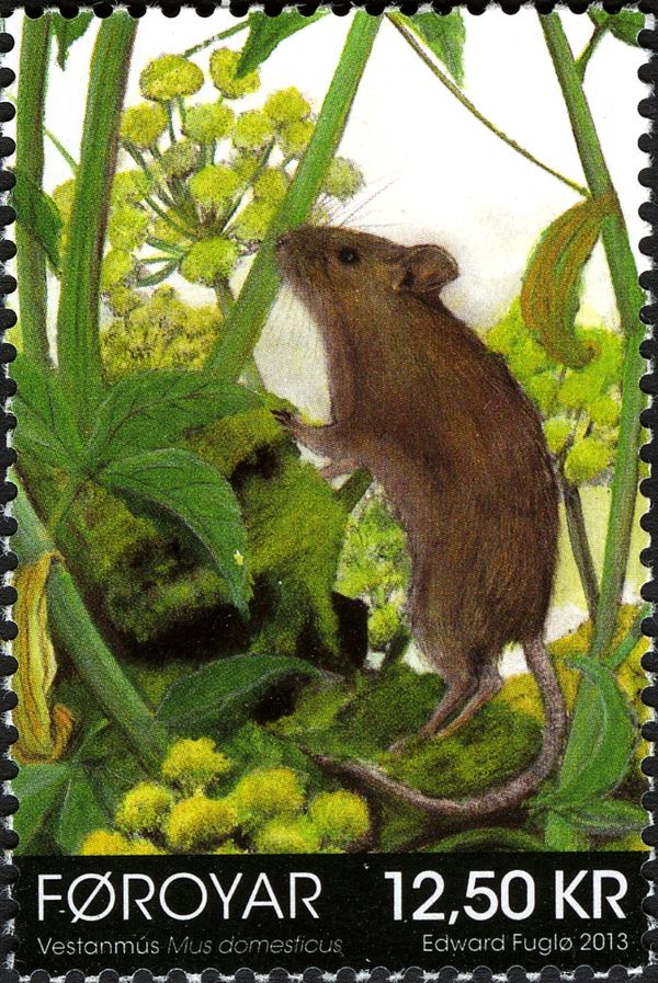 House Mouse (Mus domesticus)