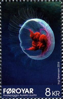 Common Jellyfish (Aurelia aurita) 
