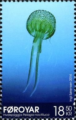 Mauve Stinger (Pelagia noctiluca)