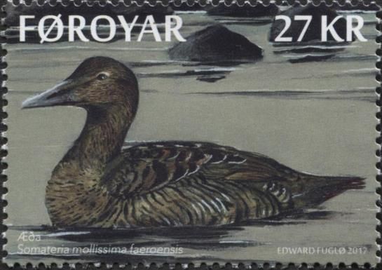 Common Eider (Somateria mollissima faeroeensis)