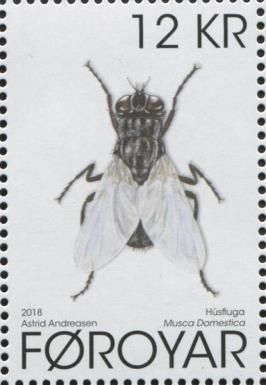 Housefly (Musca domestica)