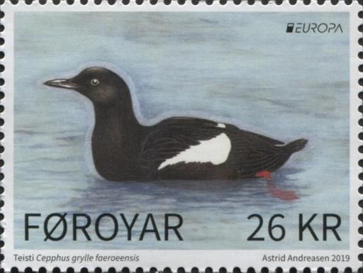 Faroese Black Guillemot (Cepphus grylle faroeensis)