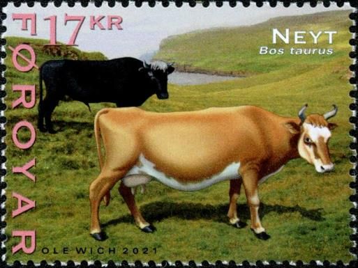 Cattle in Field
