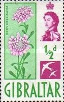 Gibraltar Candytuft (Iberis gibraltarica) and Swifts Motif