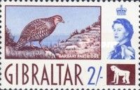 Barbary Partridge (Alectoris barbara) and Monkey Motif