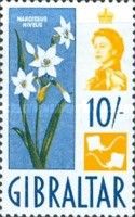 Narcissus and Rays Motif