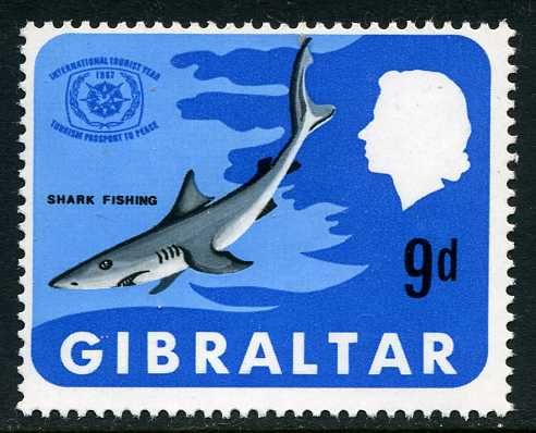 Shark Fishing