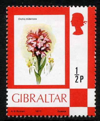 Toothed Orchid (Orchis tridentata)