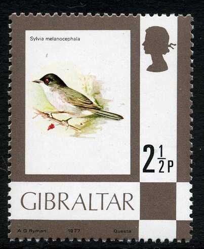 Sardinan Warbler (Sylvia melanocephala)