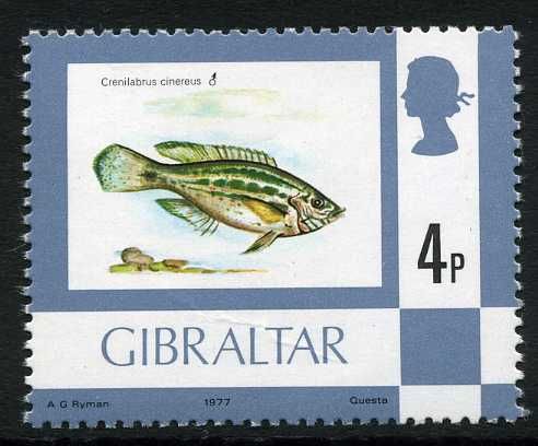 Grey Wrasse (Crenilabrus cinereus)