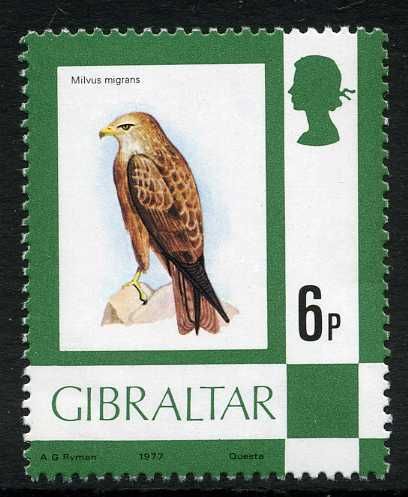 Black Kite (Milvus migrans)