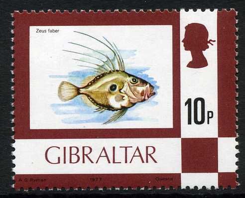 John Dory (Zeus faber)