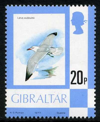 Audouin's Gull (Larus audouinii)