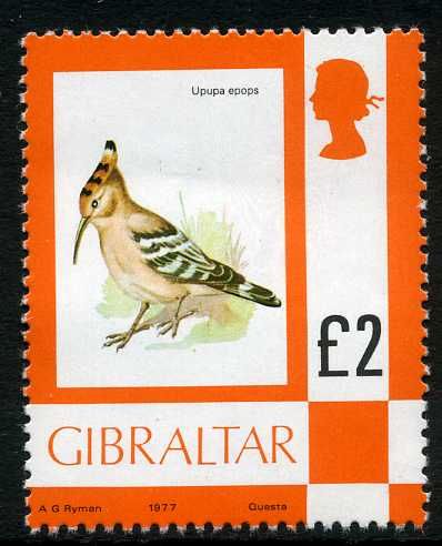 Eurasian Hoopoe (Upupa epops)