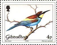 European Bee-eater (Merops apiaster)