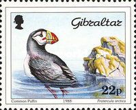 Atlantic Puffin (Fratercula arctica)