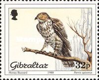European Honey-buzzard (Pernis apivorus)
