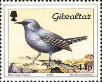 Blue Rock Thrush (Monticola solitarius)
