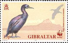 European Shag (Phalacrocorax aristotelis)