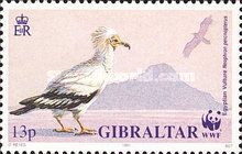 Egyptian Vulture (Neophron percnopterus)