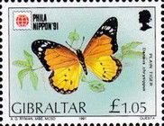 Plain Tiger (Danaus chrysippus)