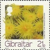 Golden Star Coral (Balanophyllia italica)