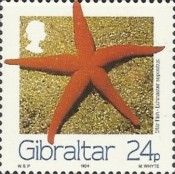 Star Fish (Echinaster sepositus) 