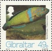 Turkish Wrasse (Thalassoma pavo)