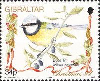 Blue Tit (Parus caeruleus)
