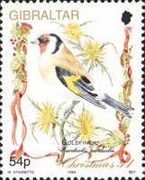 Goldfinch (Carduelis carduelis)