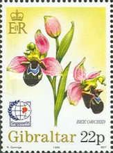 Bee Orchid (Ophrys apifera)
