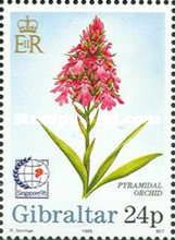 Pyramidal Orchid (Anacamptis pyramidalis)