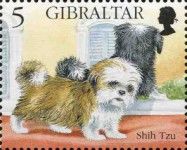 Shih Tzu (Canis lupus familiaris)