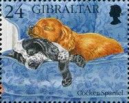 Cocker Spaniel (Canis lupus familiaris)