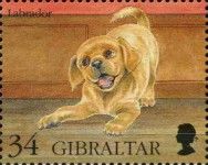 Labrador Retriever (Canis lupus familiaris)