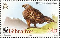 Red Kite (Milvus milvus) on the Ground