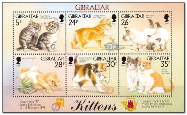 'Rumpy' Manx / Red Tabby (Felis silvestris catus)