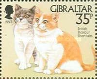 Bicolored British Shorthair (Felis silvestris catus)