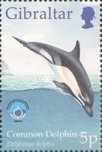 Common Dolphin (Delphinus delphis)