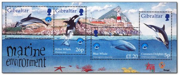 Blue Whale (Balaenoptera musculus)