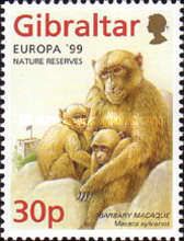 Upper Rock Nature Reserve: Barbary Macaque (Macaca sylvanus)